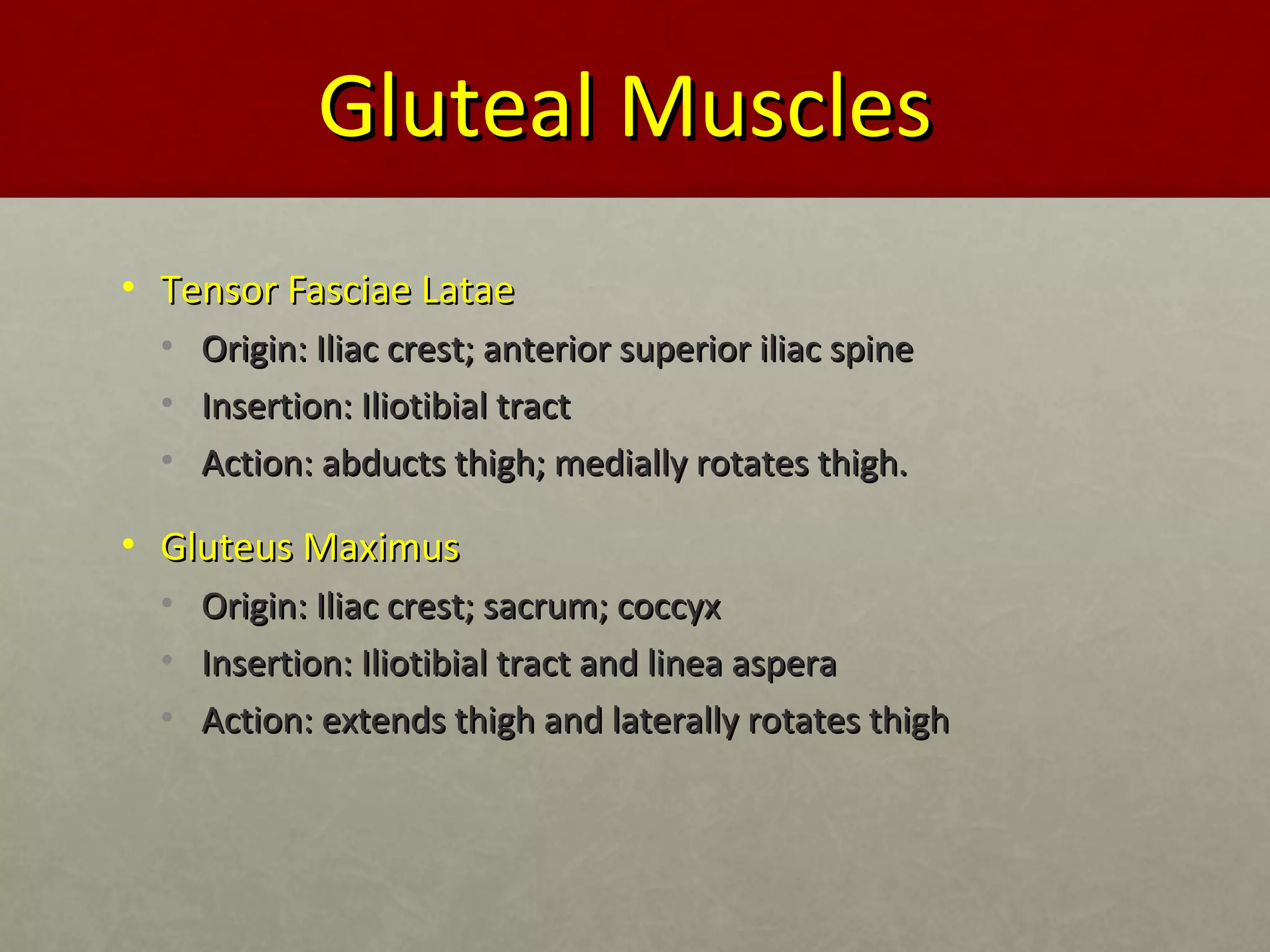 GGlluutteeaall MMuusscclleess 
• TTeennssoorr FFaasscciiaaee LLaattaaee 
• OOrriiggiinn:: IIlliiaacc ccrreesstt;; aanntteerriioorr ssuuppeerriioorr iilliiaacc ssppiinnee 
• IInnsseerrttiioonn:: IIlliioottiibbiiaall ttrraacctt 
• AAccttiioonn:: aabbdduuccttss tthhiigghh;; mmeeddiiaallllyy rroottaatteess tthhiigghh.. 
• GGlluutteeuuss MMaaxxiimmuuss 
• OOrriiggiinn:: IIlliiaacc ccrreesstt;; ssaaccrruumm;; ccooccccyyxx 
• IInnsseerrttiioonn:: IIlliioottiibbiiaall ttrraacctt aanndd lliinneeaa aassppeerraa 
• AAccttiioonn:: eexxtteennddss tthhiigghh aanndd llaatteerraallllyy rroottaatteess tthhiigghh 
 