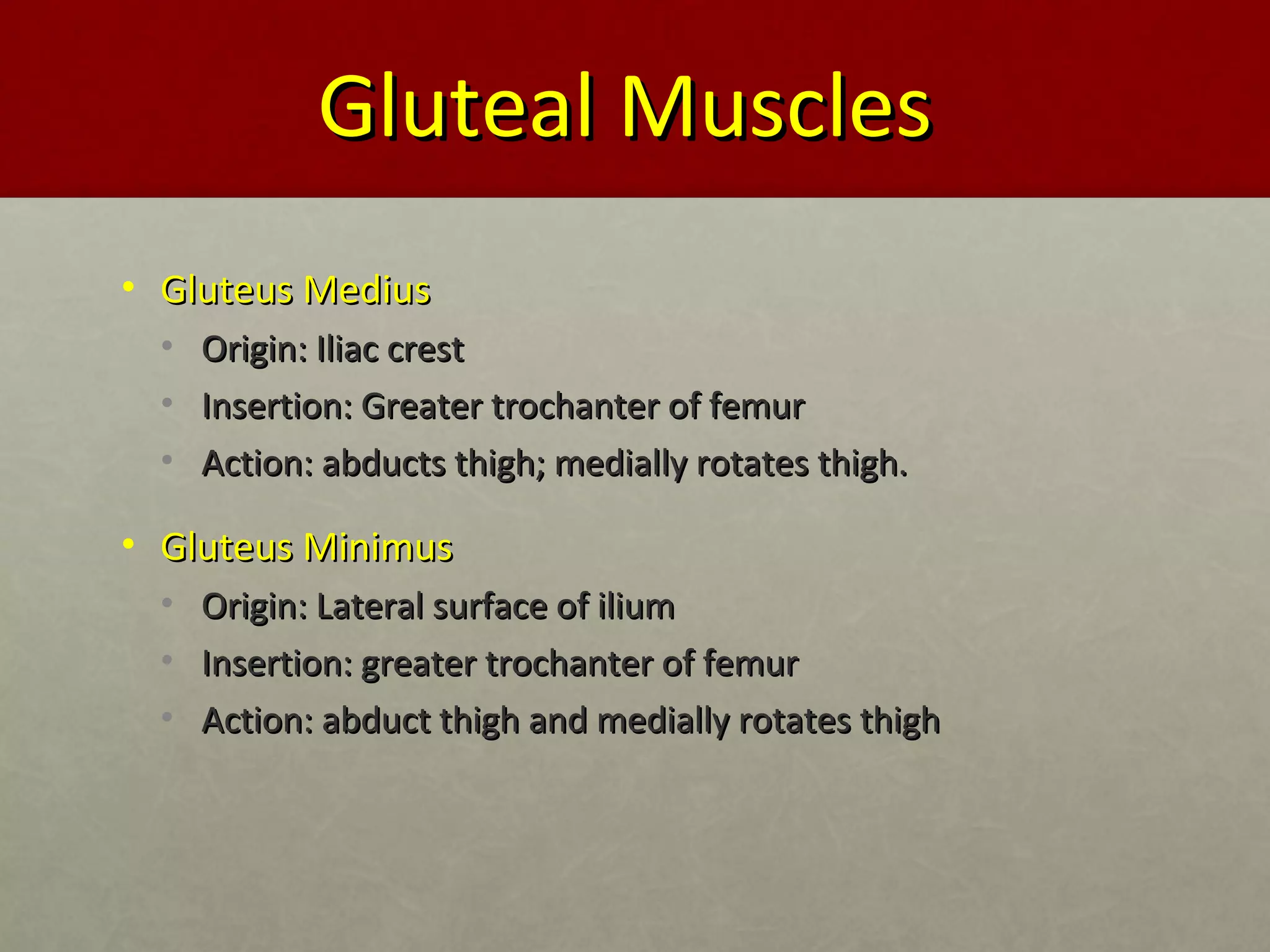 GGlluutteeaall MMuusscclleess 
• GGlluutteeuuss MMeeddiiuuss 
• OOrriiggiinn:: IIlliiaacc ccrreesstt 
• IInnsseerrttiioonn:: GGrreeaatteerr ttrroocchhaanntteerr ooff ffeemmuurr 
• AAccttiioonn:: aabbdduuccttss tthhiigghh;; mmeeddiiaallllyy rroottaatteess tthhiigghh.. 
• GGlluutteeuuss MMiinniimmuuss 
• OOrriiggiinn:: LLaatteerraall ssuurrffaaccee ooff iilliiuumm 
• IInnsseerrttiioonn:: ggrreeaatteerr ttrroocchhaanntteerr ooff ffeemmuurr 
• AAccttiioonn:: aabbdduucctt tthhiigghh aanndd mmeeddiiaallllyy rroottaatteess tthhiigghh 
 