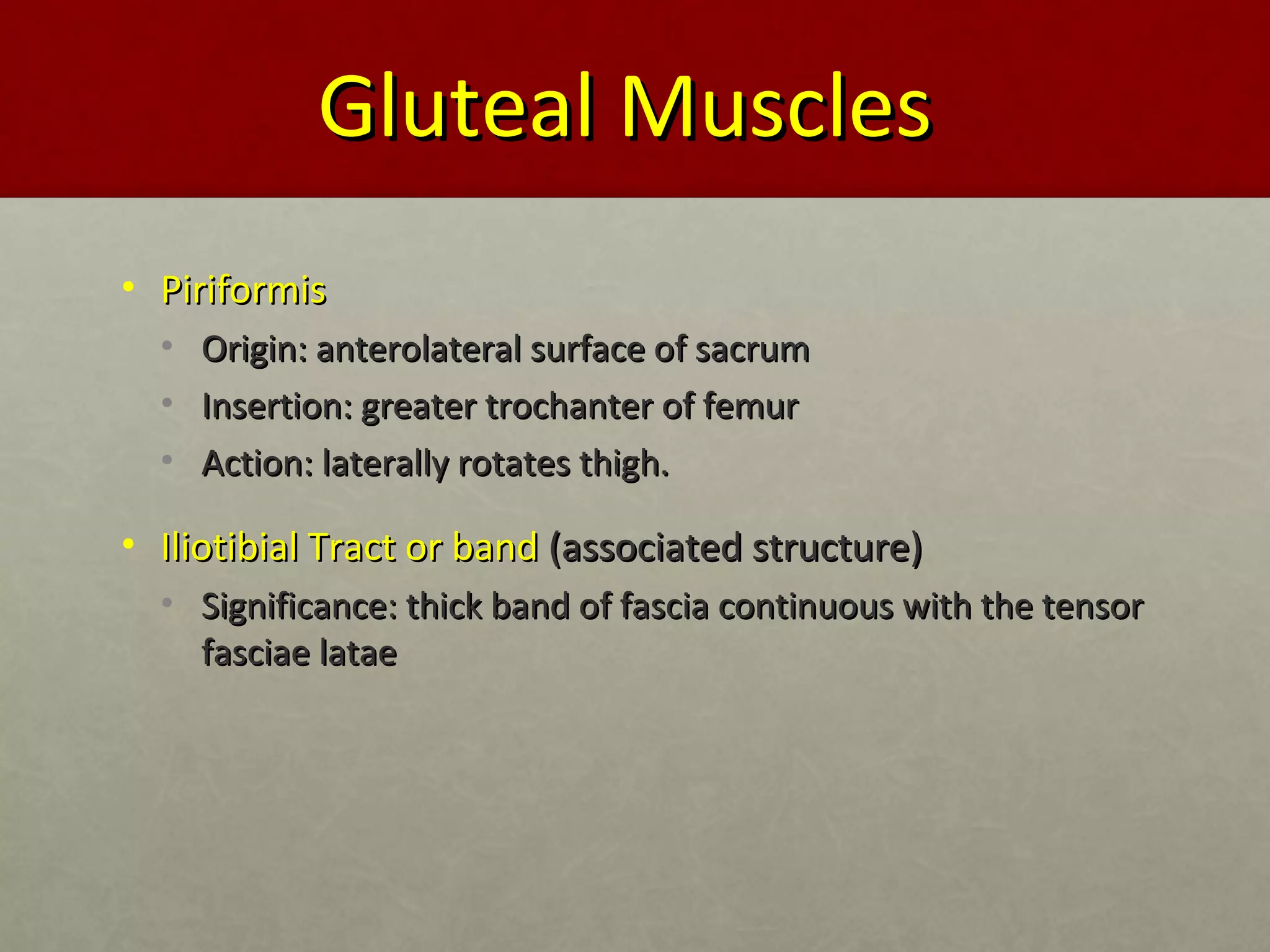 GGlluutteeaall MMuusscclleess 
• PPiirriiffoorrmmiiss 
• OOrriiggiinn:: aanntteerroollaatteerraall ssuurrffaaccee ooff ssaaccrruumm 
• IInnsseerrttiioonn:: ggrreeaatteerr ttrroocchhaanntteerr ooff ffeemmuurr 
• AAccttiioonn:: llaatteerraallllyy rroottaatteess tthhiigghh.. 
• IIlliioottiibbiiaall TTrraacctt oorr bbaanndd ((aassssoocciiaatteedd ssttrruuccttuurree)) 
• SSiiggnniiffiiccaannccee:: tthhiicckk bbaanndd ooff ffaasscciiaa ccoonnttiinnuuoouuss wwiitthh tthhee tteennssoorr 
ffaasscciiaaee llaattaaee 
 