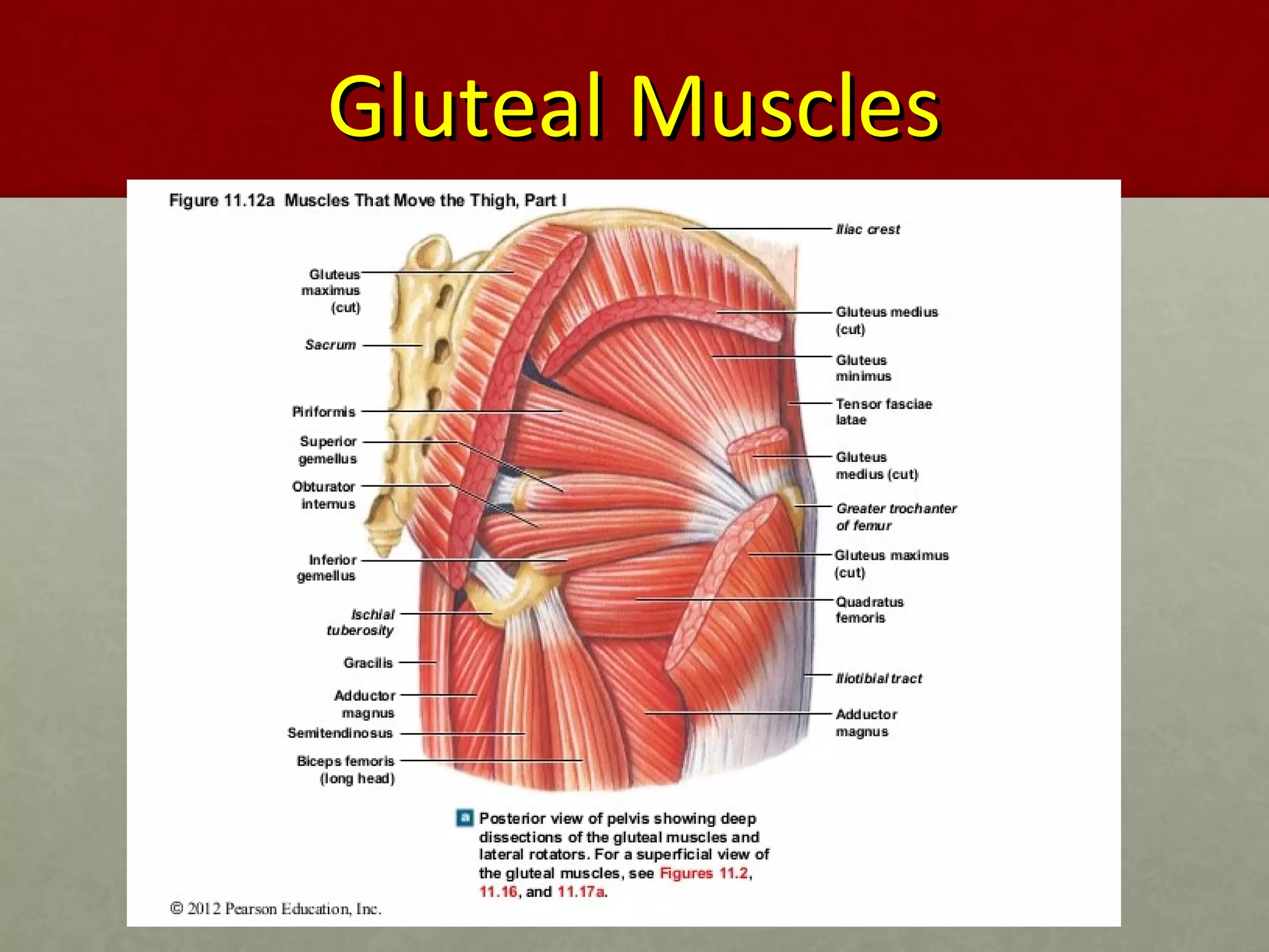 GGlluutteeaall MMuusscclleess 
 