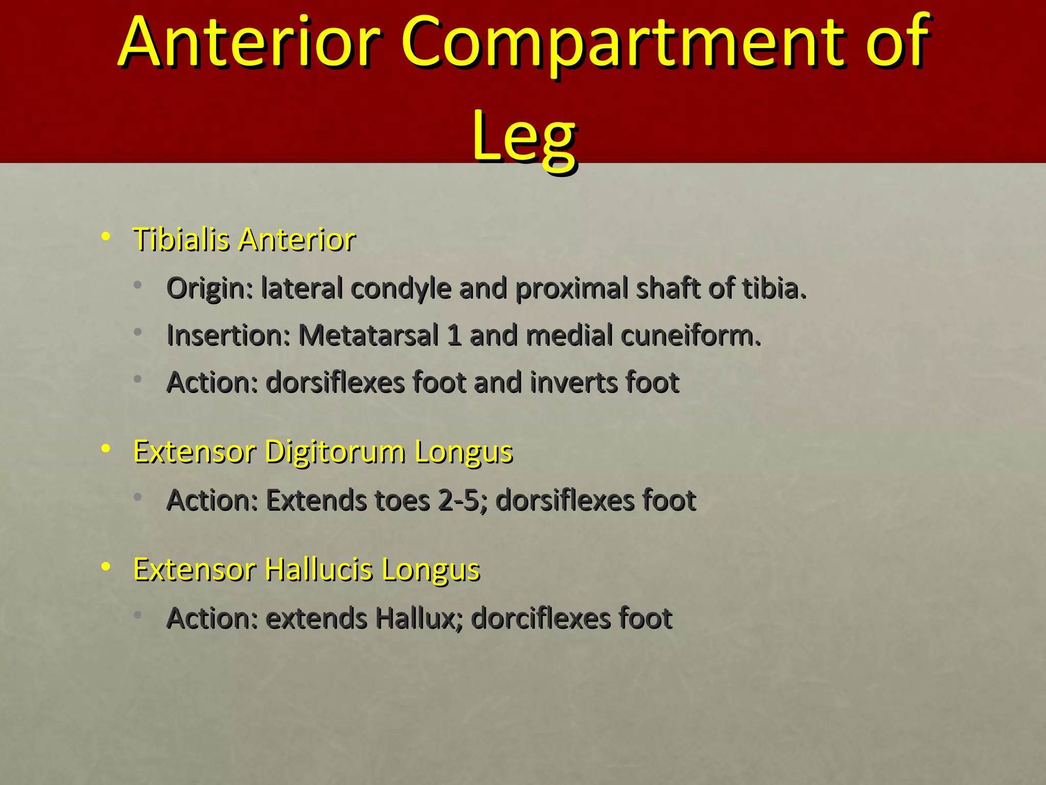 AAnntteerriioorr CCoommppaarrttmmeenntt ooff 
LLeegg 
• TTiibbiiaalliiss AAnntteerriioorr 
• OOrriiggiinn:: llaatteerraall ccoonnddyyllee aanndd pprrooxxiimmaall sshhaafftt ooff ttiibbiiaa.. 
• IInnsseerrttiioonn:: MMeettaattaarrssaall 11 aanndd mmeeddiiaall ccuunneeiiffoorrmm.. 
• AAccttiioonn:: ddoorrssiifflleexxeess ffoooott aanndd iinnvveerrttss ffoooott 
• EExxtteennssoorr DDiiggiittoorruumm LLoonngguuss 
• AAccttiioonn:: EExxtteennddss ttooeess 22--55;; ddoorrssiifflleexxeess ffoooott 
• EExxtteennssoorr HHaalllluucciiss LLoonngguuss 
• AAccttiioonn:: eexxtteennddss HHaalllluuxx;; ddoorrcciifflleexxeess ffoooott 
 