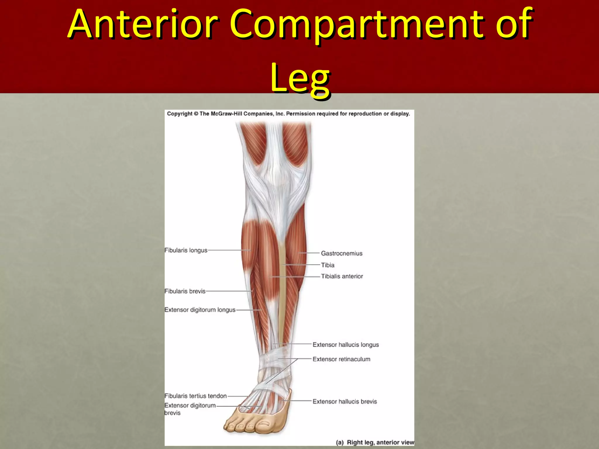 AAnntteerriioorr CCoommppaarrttmmeenntt ooff 
LLeegg 
 