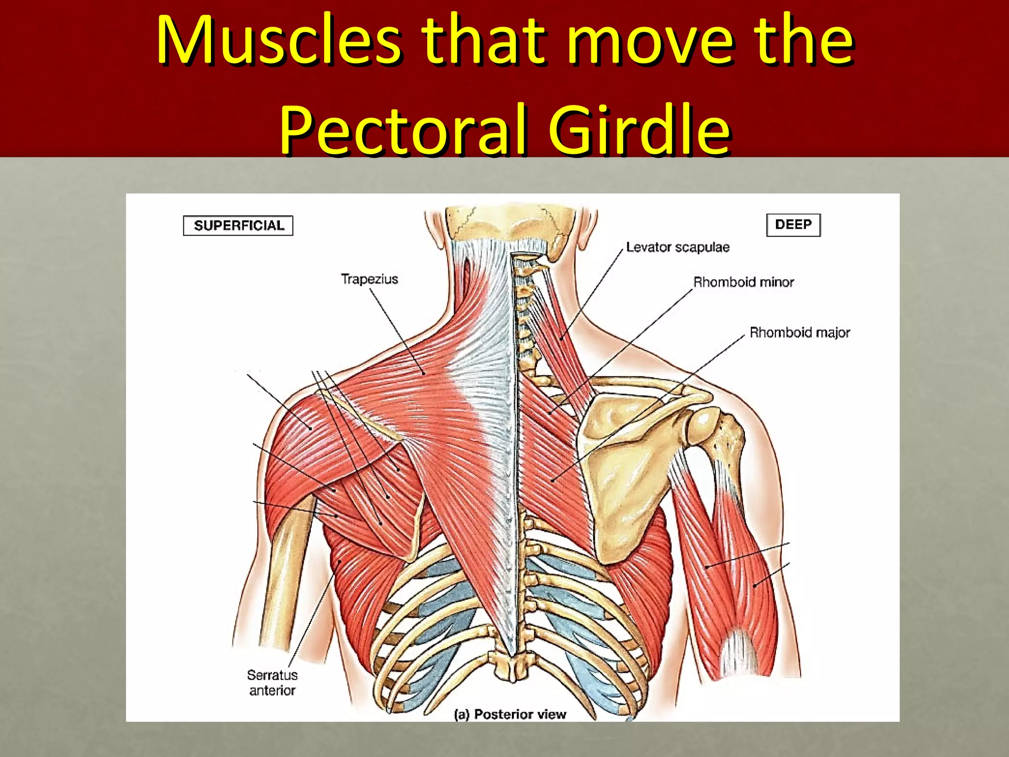 MMuusscclleess tthhaatt mmoovvee tthhee 
PPeeccttoorraall GGiirrddllee 
 