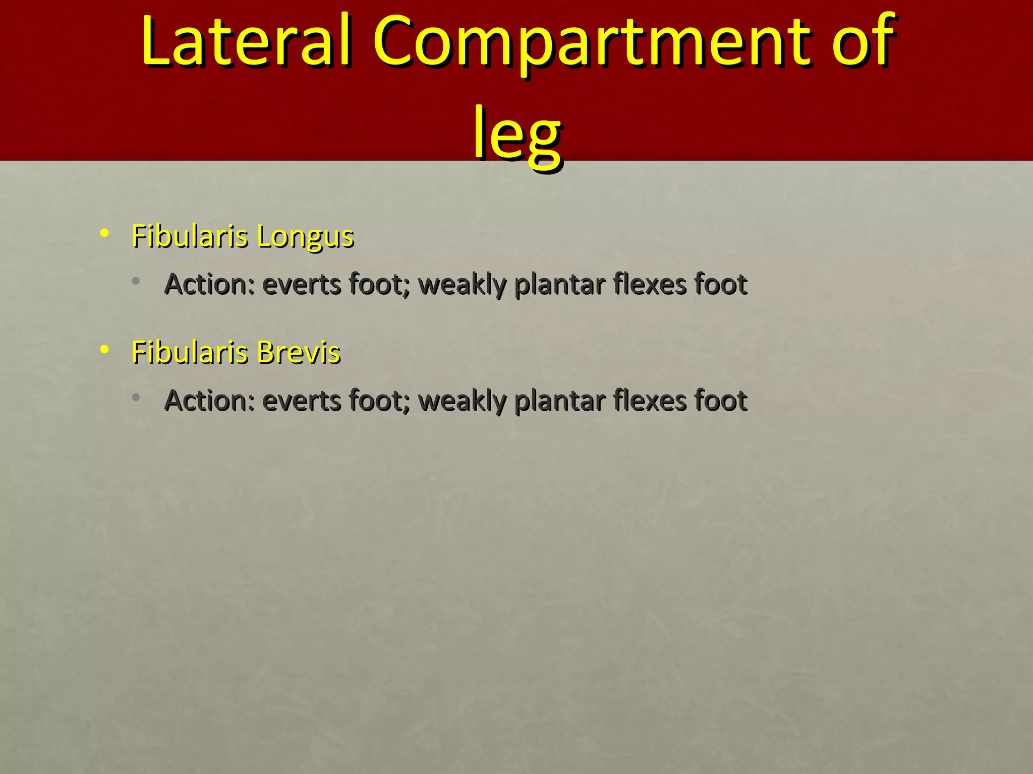 LLaatteerraall CCoommppaarrttmmeenntt ooff 
lleegg 
• FFiibbuullaarriiss LLoonngguuss 
• AAccttiioonn:: eevveerrttss ffoooott;; wweeaakkllyy ppllaannttaarr fflleexxeess ffoooott 
• FFiibbuullaarriiss BBrreevviiss 
• AAccttiioonn:: eevveerrttss ffoooott;; wweeaakkllyy ppllaannttaarr fflleexxeess ffoooott 
 