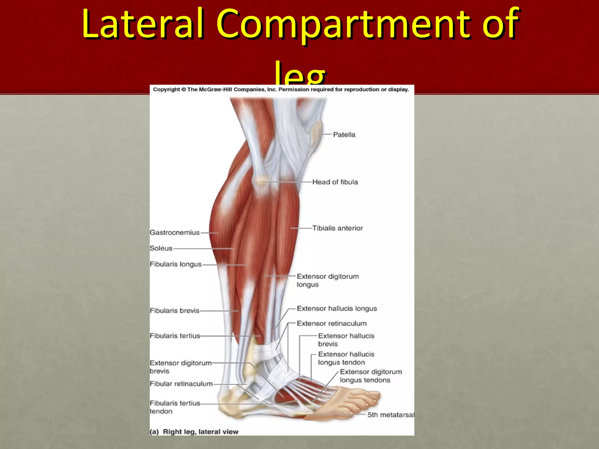 LLaatteerraall CCoommppaarrttmmeenntt ooff 
lleegg 
 