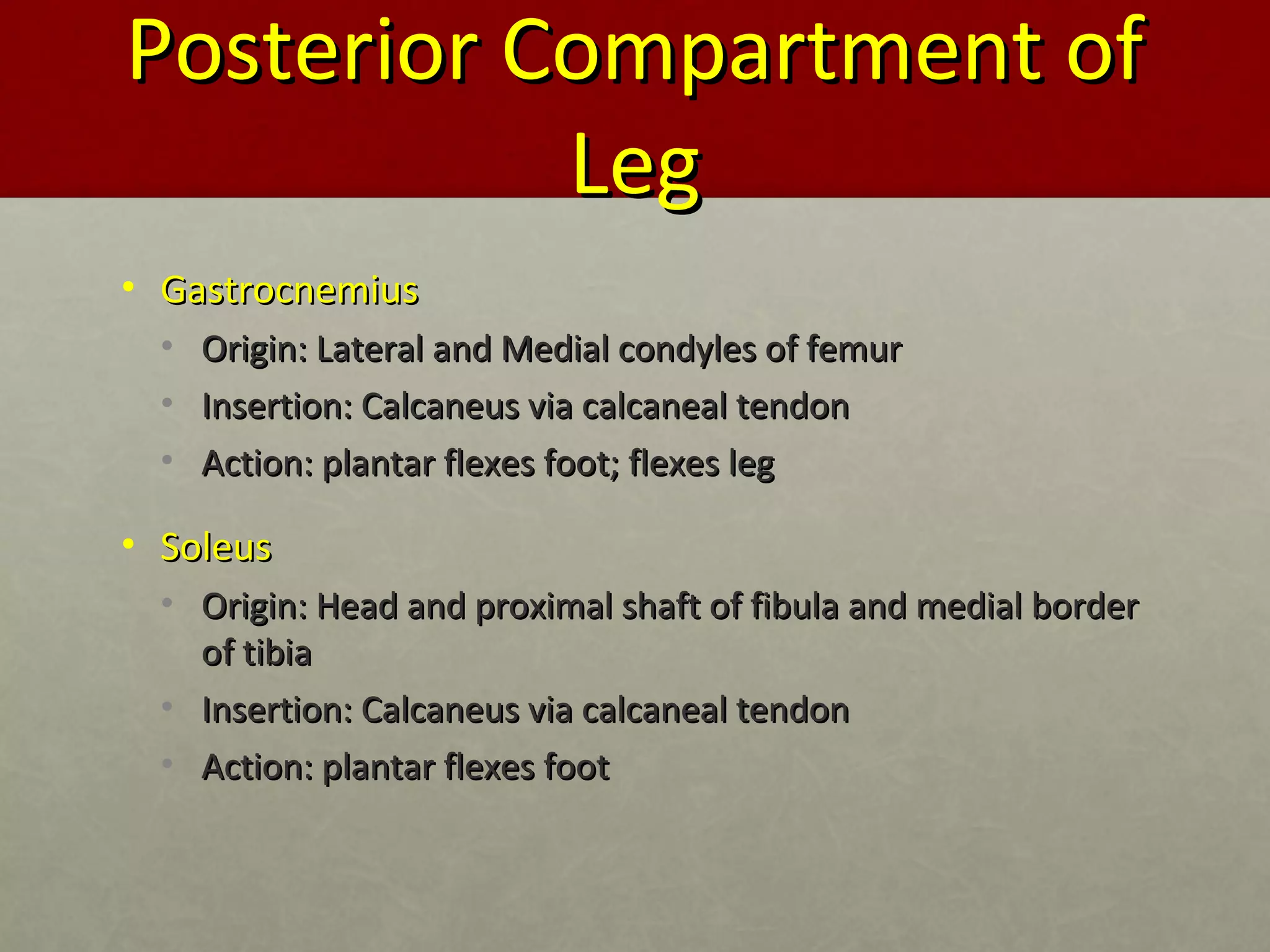 PPoosstteerriioorr CCoommppaarrttmmeenntt ooff 
LLeegg 
• GGaassttrrooccnneemmiiuuss 
• OOrriiggiinn:: LLaatteerraall aanndd MMeeddiiaall ccoonnddyylleess ooff ffeemmuurr 
• IInnsseerrttiioonn:: CCaallccaanneeuuss vviiaa ccaallccaanneeaall tteennddoonn 
• AAccttiioonn:: ppllaannttaarr fflleexxeess ffoooott;; fflleexxeess lleegg 
• SSoolleeuuss 
• OOrriiggiinn:: HHeeaadd aanndd pprrooxxiimmaall sshhaafftt ooff ffiibbuullaa aanndd mmeeddiiaall bboorrddeerr 
ooff ttiibbiiaa 
• IInnsseerrttiioonn:: CCaallccaanneeuuss vviiaa ccaallccaanneeaall tteennddoonn 
• AAccttiioonn:: ppllaannttaarr fflleexxeess ffoooott 
 