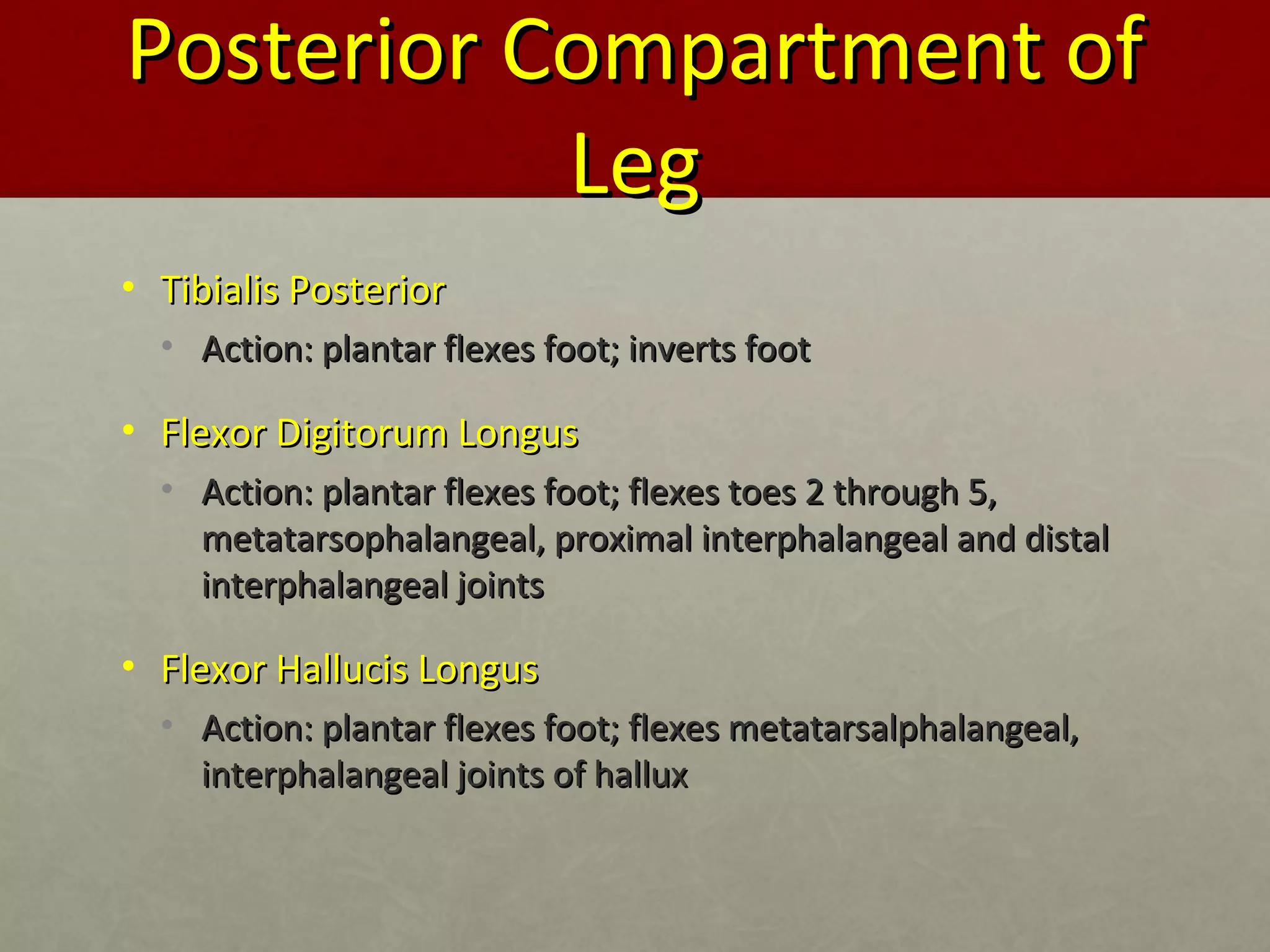 PPoosstteerriioorr CCoommppaarrttmmeenntt ooff 
LLeegg 
• TTiibbiiaalliiss PPoosstteerriioorr 
• AAccttiioonn:: ppllaannttaarr fflleexxeess ffoooott;; iinnvveerrttss ffoooott 
• FFlleexxoorr DDiiggiittoorruumm LLoonngguuss 
• AAccttiioonn:: ppllaannttaarr fflleexxeess ffoooott;; fflleexxeess ttooeess 22 tthhrroouugghh 55,, 
mmeettaattaarrssoopphhaallaannggeeaall,, pprrooxxiimmaall iinntteerrpphhaallaannggeeaall aanndd ddiissttaall 
iinntteerrpphhaallaannggeeaall jjooiinnttss 
• FFlleexxoorr HHaalllluucciiss LLoonngguuss 
• AAccttiioonn:: ppllaannttaarr fflleexxeess ffoooott;; fflleexxeess mmeettaattaarrssaallpphhaallaannggeeaall,, 
iinntteerrpphhaallaannggeeaall jjooiinnttss ooff hhaalllluuxx 
 