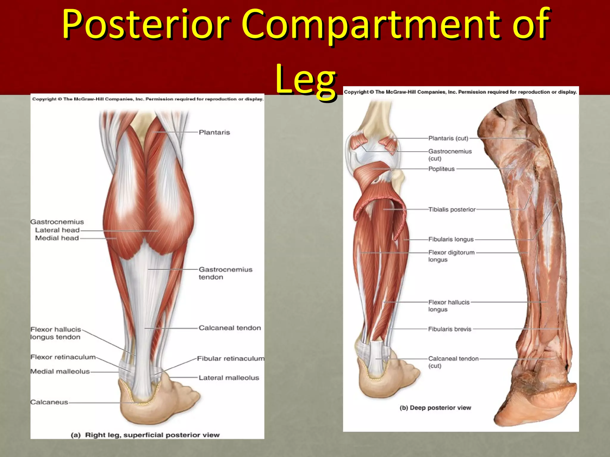 PPoosstteerriioorr CCoommppaarrttmmeenntt ooff 
LLeegg 
