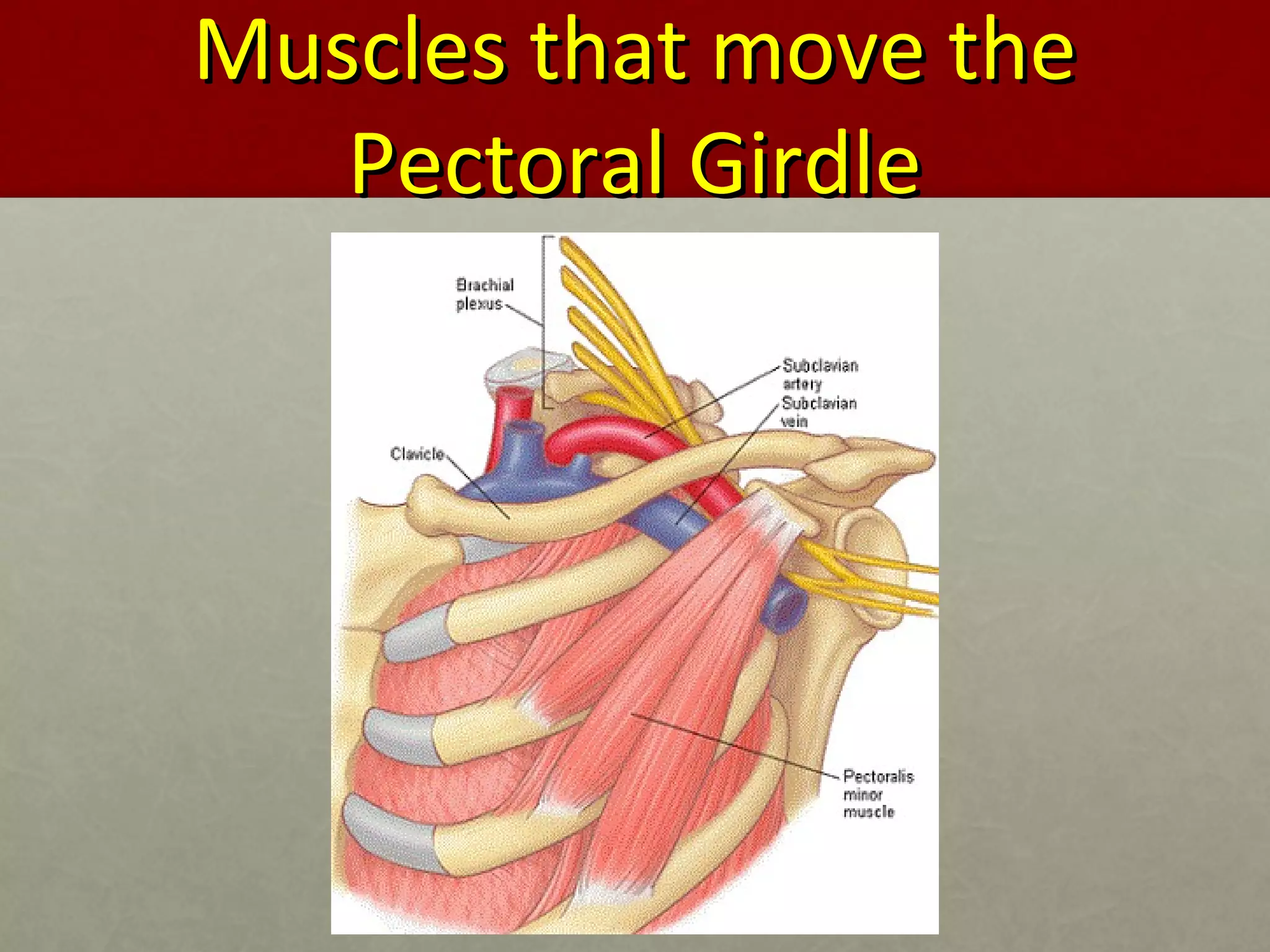 MMuusscclleess tthhaatt mmoovvee tthhee 
PPeeccttoorraall GGiirrddllee 
 
