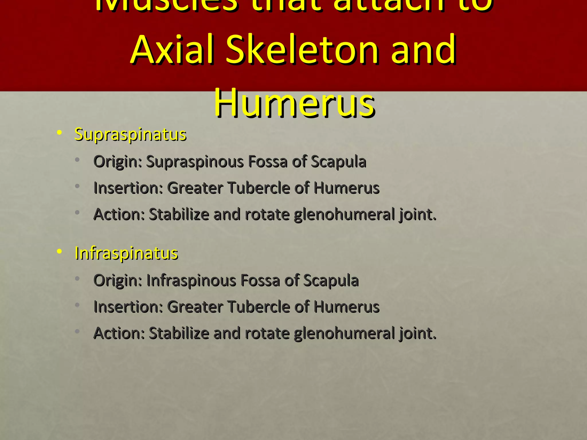 MMuusscclleess tthhaatt aattttaacchh ttoo 
AAxxiiaall SSkkeelleettoonn aanndd 
HHuummeerruuss 
• SSuupprraassppiinnaattuuss 
• OOrriiggiinn:: SSuupprraassppiinnoouuss FFoossssaa ooff SSccaappuullaa 
• IInnsseerrttiioonn:: GGrreeaatteerr TTuubbeerrccllee ooff HHuummeerruuss 
• AAccttiioonn:: SSttaabbiilliizzee aanndd rroottaattee gglleennoohhuummeerraall jjooiinntt.. 
• IInnffrraassppiinnaattuuss 
• OOrriiggiinn:: IInnffrraassppiinnoouuss FFoossssaa ooff SSccaappuullaa 
• IInnsseerrttiioonn:: GGrreeaatteerr TTuubbeerrccllee ooff HHuummeerruuss 
• AAccttiioonn:: SSttaabbiilliizzee aanndd rroottaattee gglleennoohhuummeerraall jjooiinntt.. 
 