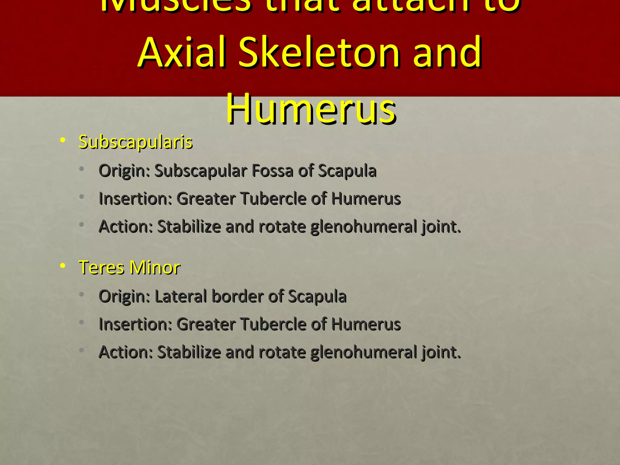 MMuusscclleess tthhaatt aattttaacchh ttoo 
AAxxiiaall SSkkeelleettoonn aanndd 
HHuummeerruuss 
• SSuubbssccaappuullaarriiss 
• OOrriiggiinn:: SSuubbssccaappuullaarr FFoossssaa ooff SSccaappuullaa 
• IInnsseerrttiioonn:: GGrreeaatteerr TTuubbeerrccllee ooff HHuummeerruuss 
• AAccttiioonn:: SSttaabbiilliizzee aanndd rroottaattee gglleennoohhuummeerraall jjooiinntt.. 
• TTeerreess MMiinnoorr 
• OOrriiggiinn:: LLaatteerraall bboorrddeerr ooff SSccaappuullaa 
• IInnsseerrttiioonn:: GGrreeaatteerr TTuubbeerrccllee ooff HHuummeerruuss 
• AAccttiioonn:: SSttaabbiilliizzee aanndd rroottaattee gglleennoohhuummeerraall jjooiinntt.. 
 
