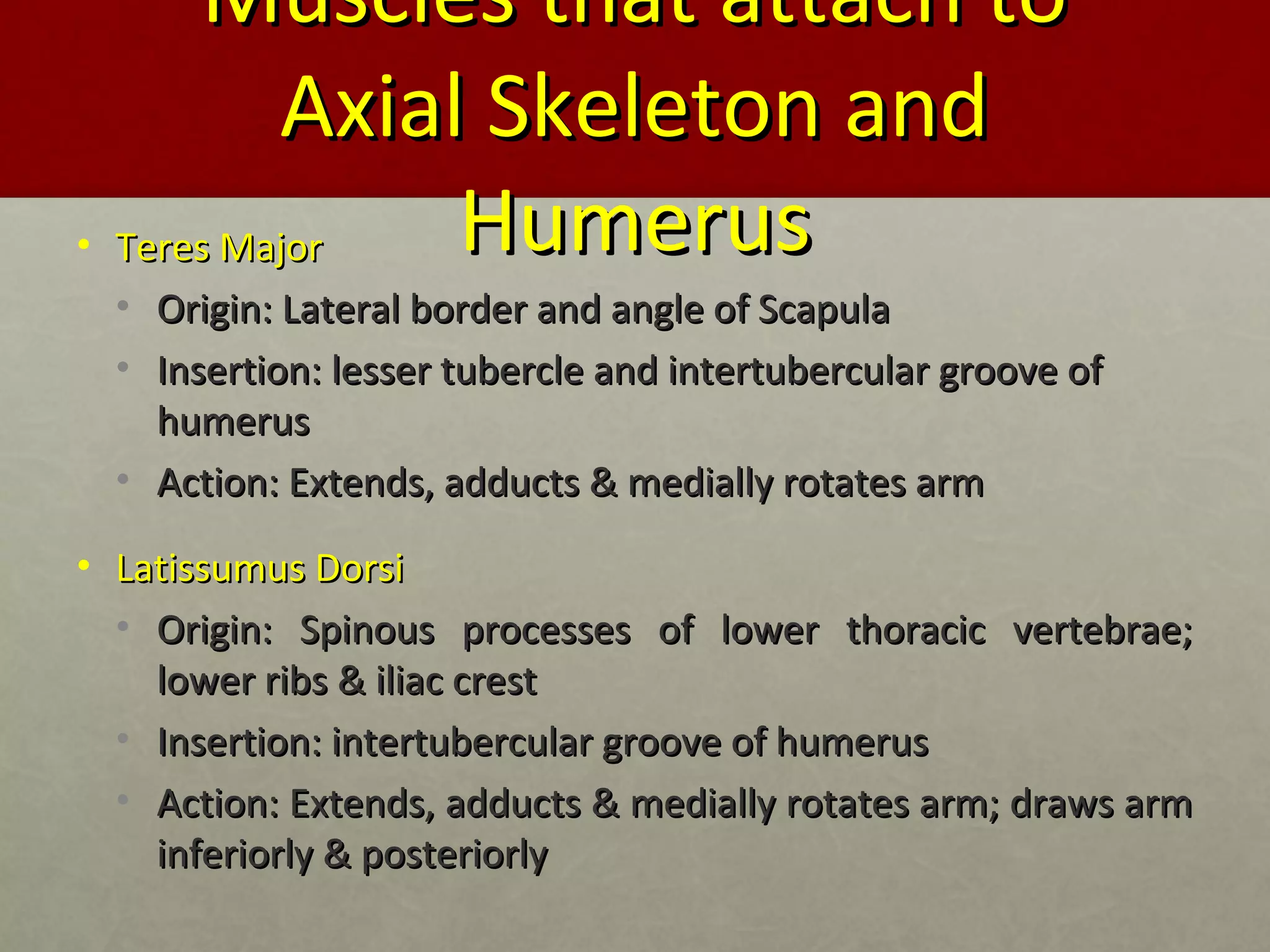 MMuusscclleess tthhaatt aattttaacchh ttoo 
AAxxiiaall SSkkeelleettoonn aanndd 
HHuummeerruuss • TTeerreess MMaajjoorr 
• OOrriiggiinn:: LLaatteerraall bboorrddeerr aanndd aannggllee ooff SSccaappuullaa 
• IInnsseerrttiioonn:: lleesssseerr ttuubbeerrccllee aanndd iinntteerrttuubbeerrccuullaarr ggrroooovvee ooff 
hhuummeerruuss 
• AAccttiioonn:: EExxtteennddss,, aadddduuccttss && mmeeddiiaallllyy rroottaatteess aarrmm 
• LLaattiissssuummuuss DDoorrssii 
• OOrriiggiinn:: SSppiinnoouuss pprroocceesssseess ooff lloowweerr tthhoorraacciicc vveerrtteebbrraaee;; 
lloowweerr rriibbss && iilliiaacc ccrreesstt 
• IInnsseerrttiioonn:: iinntteerrttuubbeerrccuullaarr ggrroooovvee ooff hhuummeerruuss 
• AAccttiioonn:: EExxtteennddss,, aadddduuccttss && mmeeddiiaallllyy rroottaatteess aarrmm;; ddrraawwss aarrmm 
iinnffeerriioorrllyy && ppoosstteerriioorrllyy 
 