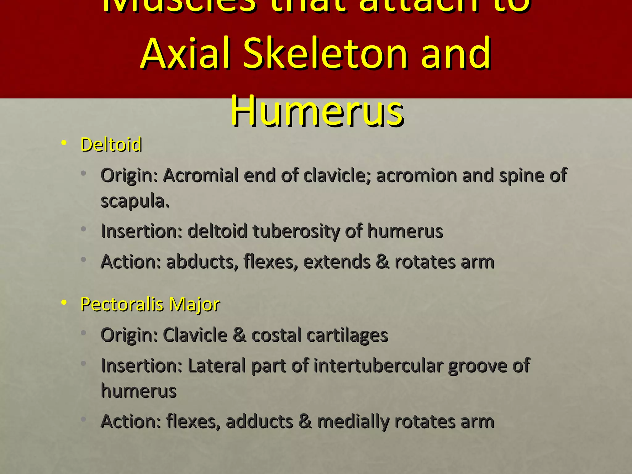 MMuusscclleess tthhaatt aattttaacchh ttoo 
AAxxiiaall SSkkeelleettoonn aanndd 
HHuummeerruuss 
• DDeellttooiidd 
• OOrriiggiinn:: AAccrroommiiaall eenndd ooff ccllaavviiccllee;; aaccrroommiioonn aanndd ssppiinnee ooff 
ssccaappuullaa.. 
• IInnsseerrttiioonn:: ddeellttooiidd ttuubbeerroossiittyy ooff hhuummeerruuss 
• AAccttiioonn:: aabbdduuccttss,, fflleexxeess,, eexxtteennddss && rroottaatteess aarrmm 
• PPeeccttoorraalliiss MMaajjoorr 
• OOrriiggiinn:: CCllaavviiccllee && ccoossttaall ccaarrttiillaaggeess 
• IInnsseerrttiioonn:: LLaatteerraall ppaarrtt ooff iinntteerrttuubbeerrccuullaarr ggrroooovvee ooff 
hhuummeerruuss 
• AAccttiioonn:: fflleexxeess,, aadddduuccttss && mmeeddiiaallllyy rroottaatteess aarrmm 
 