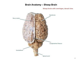 Brain Anatomy – Sheep Brain
10
 