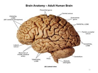 Brain Anatomy – Adult Human Brain
11
 