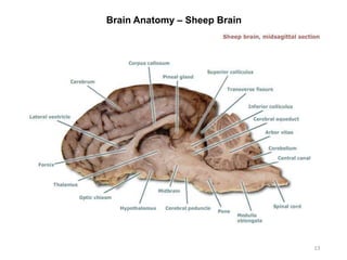 Brain Anatomy – Sheep Brain
13
 