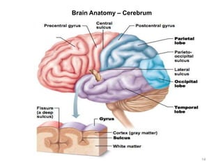 Brain Anatomy – Cerebrum
14
 