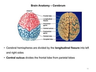 Brain Anatomy – Cerebrum
15
• Cerebral hemispheres are divided by the longitudinal fissure into left
and right sides
• Central sulcus divides the frontal lobe from parietal lobes
 