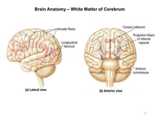 Brain Anatomy – White Matter of Cerebrum
17
 