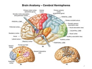 Brain Anatomy – Cerebral Hemispheres
18
 