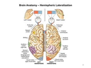 Brain Anatomy – Hemispheric Lateralization
19
 