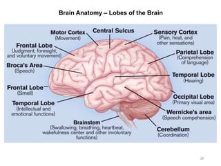 Brain Anatomy – Lobes of the Brain
20
 