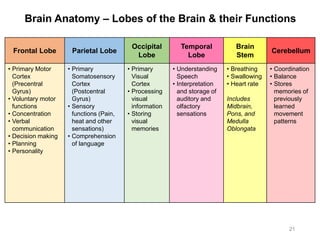 Brain Anatomy – Lobes of the Brain & their Functions
21
Frontal Lobe Parietal Lobe
Occipital
Lobe
Temporal
Lobe
Brain
Stem
Cerebellum
• Primary Motor
Cortex
(Precentral
Gyrus)
• Voluntary motor
functions
• Concentration
• Verbal
communication
• Decision making
• Planning
• Personality
• Primary
Somatosensory
Cortex
(Postcentral
Gyrus)
• Sensory
functions (Pain,
heat and other
sensations)
• Comprehension
of language
• Primary
Visual
Cortex
• Processing
visual
information
• Storing
visual
memories
• Understanding
Speech
• Interpretation
and storage of
auditory and
olfactory
sensations
• Breathing
• Swallowing
• Heart rate
Includes
Midbrain,
Pons, and
Medulla
Oblongata
• Coordination
• Balance
• Stores
memories of
previously
learned
movement
patterns
 