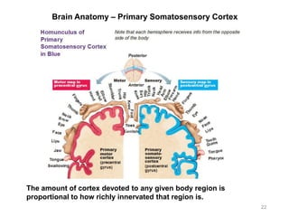 Brain Anatomy – Primary Somatosensory Cortex
22
The amount of cortex devoted to any given body region is
proportional to how richly innervated that region is.
 