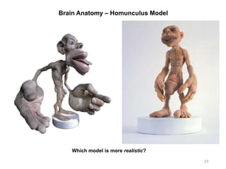 Brain Anatomy – Homunculus Model
23
Which model is more realistic?
 