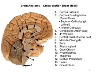 Brain Anatomy – Cross-section Brain Model
24
1. Corpus Callosum
2. Corpora Quadrigemina
(Tectal Plate)
• Superior Colliculus (pl.
colliculi)
• Inferior Colliculus
3. Cerebellum (Arbor Vitae)
4. 4th Ventricle
5. Central canal of spinal cord
6. Medulla Oblongata
7. Pons
8. Pituitary gland
9. Optic Chiasm
10. Hypothalamus
11. Thalamus
12. Septum Pellucidum
13. Fornix
14. Pineal Gland
 