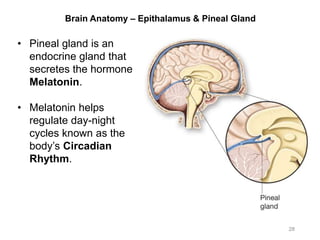 Brain Anatomy – Epithalamus & Pineal Gland
• Pineal gland is an
endocrine gland that
secretes the hormone
Melatonin.
• Melatonin helps
regulate day-night
cycles known as the
body’s Circadian
Rhythm.
28
 
