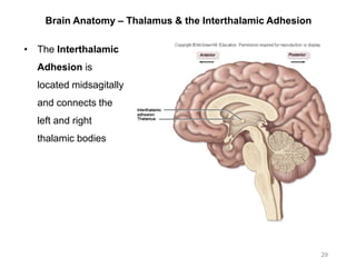 Brain Anatomy – Thalamus & the Interthalamic Adhesion
• The Interthalamic
Adhesion is
located midsagitally
and connects the
left and right
thalamic bodies
29
 