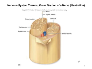 Nervous System Tissues: Cross Section of a Nerve (Illustration)
3
 