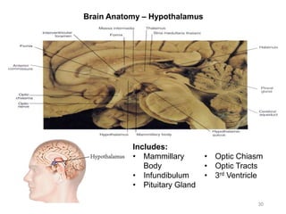 Brain Anatomy – Hypothalamus
30
Includes:
• Mammillary
Body
• Infundibulum
• Pituitary Gland
• Optic Chiasm
• Optic Tracts
• 3rd Ventricle
 