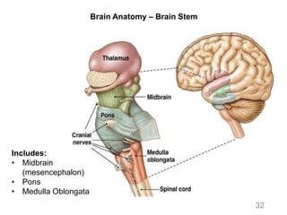 Brain Anatomy – Brain Stem
32
Includes:
• Midbrain
(mesencephalon)
• Pons
• Medulla Oblongata
 