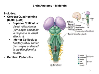 Brain Anatomy – Midbrain
34
Includes:
• Corpora Quadrigemina
(tectal plate)
• Superior Colliculus:
Visual reflex center
(turns eyes and head
in response to visual
stimulus)
• Inferior Colliculus:
Auditory reflex center
(turns eyes and head
in the direction of a
sound)
• Cerebral Peduncles
 