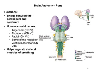 Brain Anatomy – Pons
35
Functions:
• Bridge between the
cerebellum and
cerebrum
• Houses cranial nerves
• Trigeminal (CN V)
• Abducens (CN VI)
• Facial (CN VII)
• Some of the nuclei for
Vestibulocochlear (CN
VIII)
• Helps regulate skeletal
muscles of breathing
 