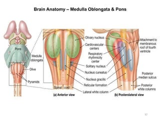 Brain Anatomy – Medulla Oblongata & Pons
37
 