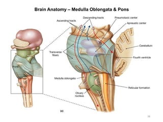 Brain Anatomy – Medulla Oblongata & Pons
38
 