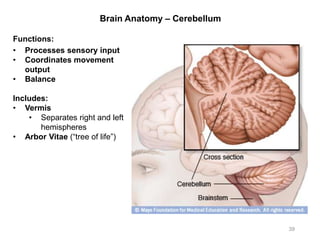 Brain Anatomy – Cerebellum
39
Functions:
• Processes sensory input
• Coordinates movement
output
• Balance
Includes:
• Vermis
• Separates right and left
hemispheres
• Arbor Vitae (“tree of life”)
 