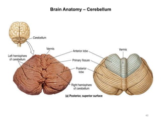 Brain Anatomy – Cerebellum
40
 