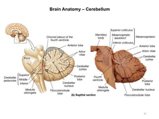 Brain Anatomy – Cerebellum
41
 