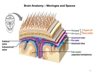 Brain Anatomy – Meninges and Spaces
42
 