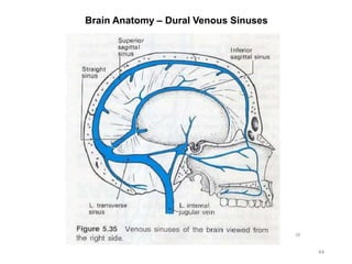 Brain Anatomy – Dural Venous Sinuses
44
 