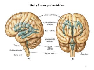 Brain Anatomy – Ventricles
45
 