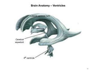 Brain Anatomy – Ventricles
46
 