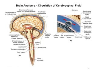 Brain Anatomy – Circulation of Cerebrospinal Fluid
47
 
