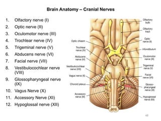 Brain Anatomy – Cranial Nerves
48
1. Olfactory nerve (I)
2. Optic nerve (II)
3. Oculomotor nerve (III)
4. Trochlear nerve (IV)
5. Trigeminal nerve (V)
6. Abducens nerve (VI)
7. Facial nerve (VII)
8. Vestibulocochlear nerve
(VIII)
9. Glossopharyngeal nerve
(IX)
10. Vagus Nerve (X)
11. Accessory Nerve (XI)
12. Hypoglossal nerve (XII)
 