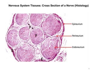 Nervous System Tissues: Cross Section of a Nerve (Histology)
5
 
