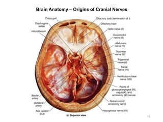 Brain Anatomy – Origins of Cranial Nerves
51
 